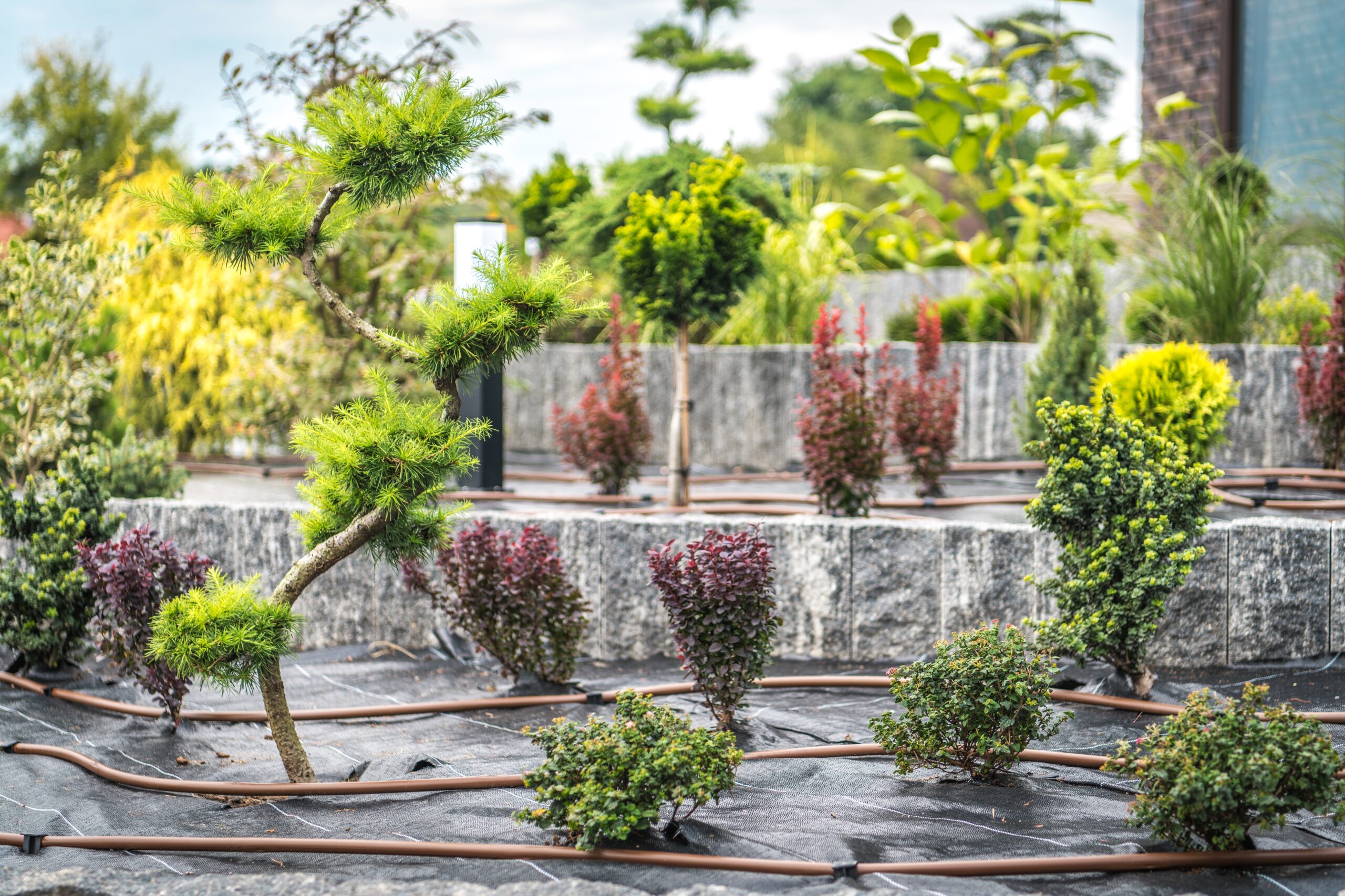 Backyard Garden Automatic Watering System. Irrigation Technology. Newly Developed Garden.